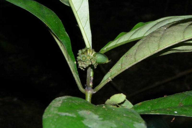 Psychotria desseinii subsp. luxenii