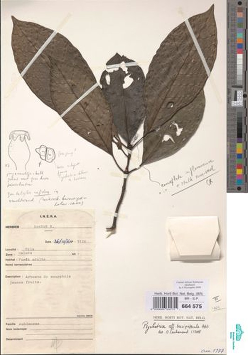 Psychotria desseinii subsp. luxenii photo 2