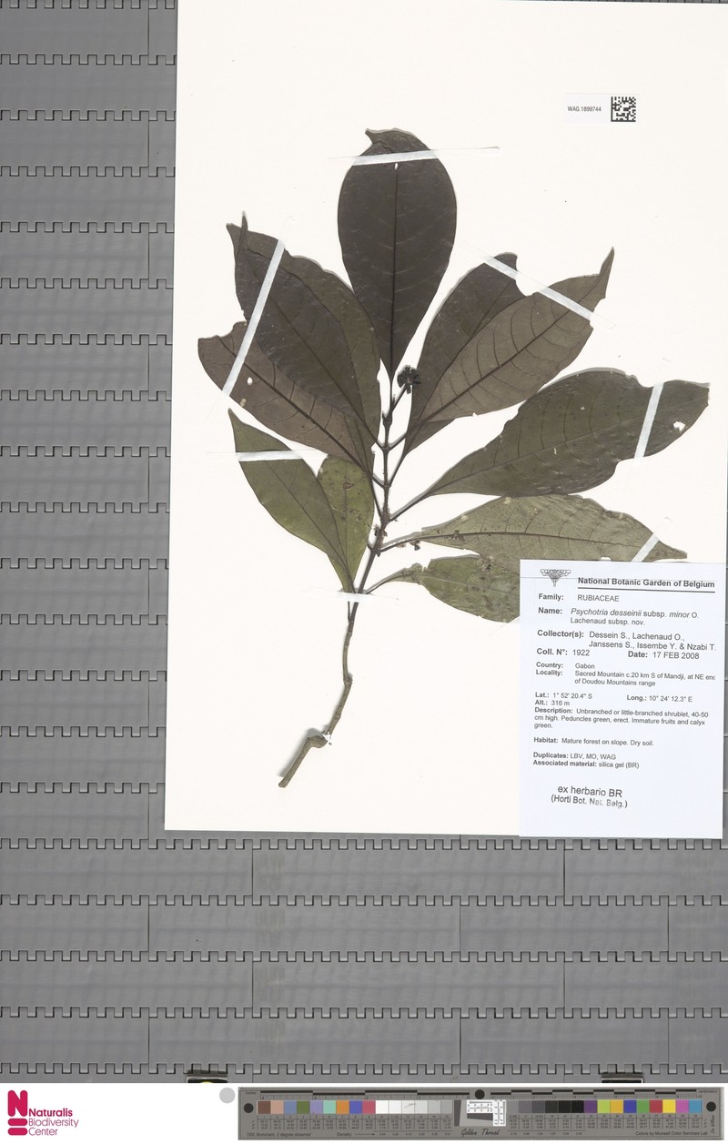 Psychotria desseinii subsp. minor photo 2