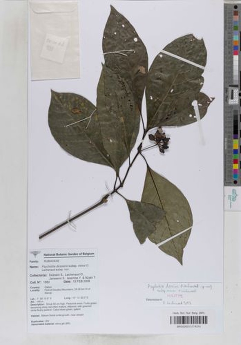 Psychotria desseinii subsp. minor photo 3