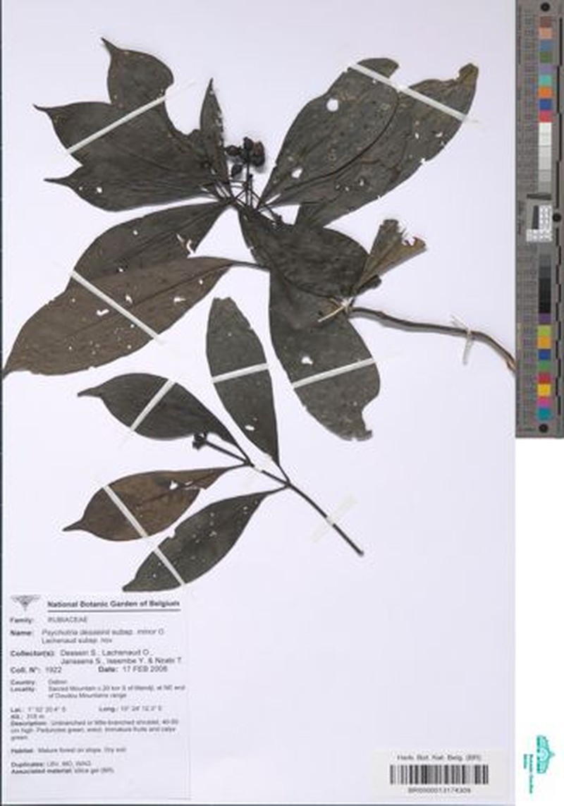 Psychotria desseinii subsp. minor photo 4