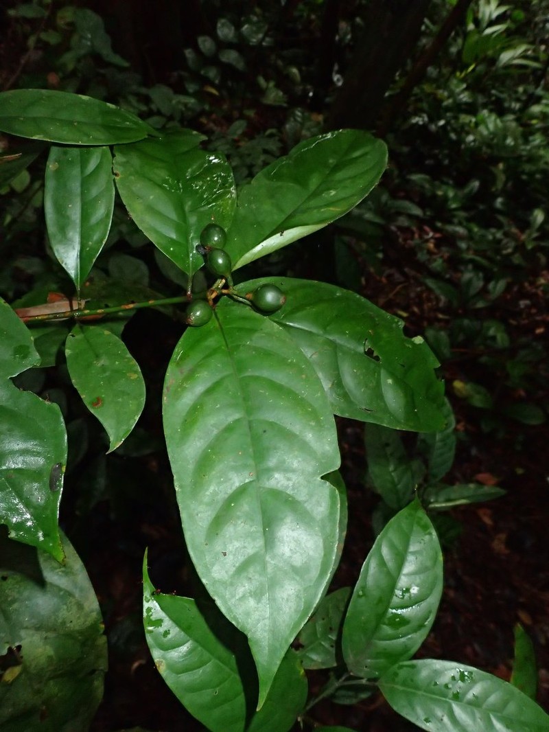 Psychotria dewildei