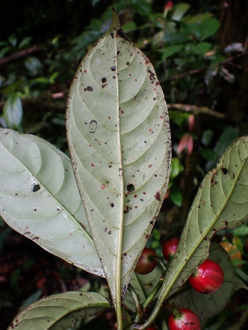 Psychotria dewildei photo 2