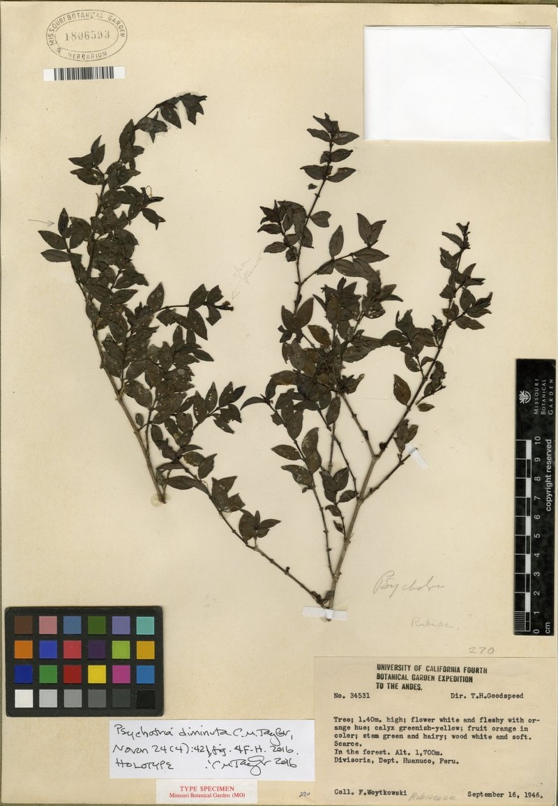 Psychotria diminuta