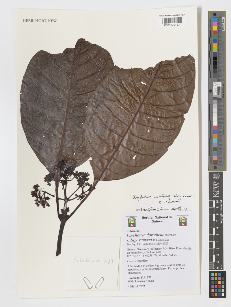 Psychotria dorotheae subsp. ramosa