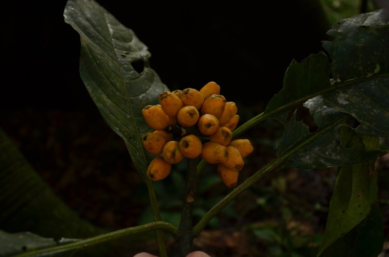 Psychotria dorotheae subsp. ramosa photo 2