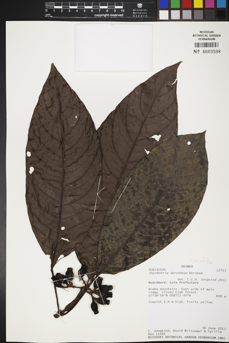Psychotria dorotheae subsp. ramosa photo 3