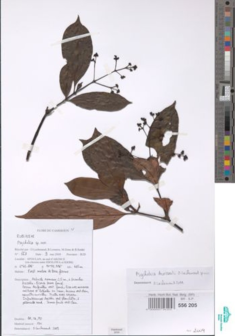 Psychotria droissartii