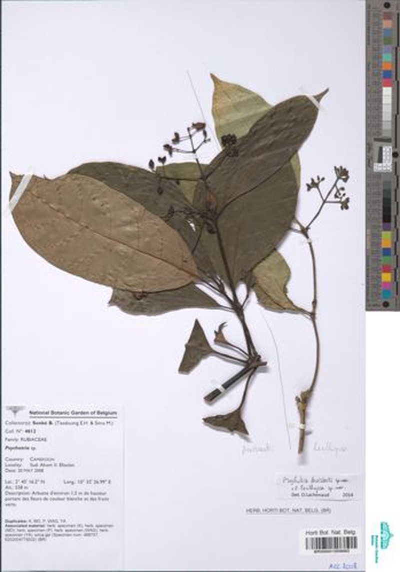 Psychotria droissartii photo 2