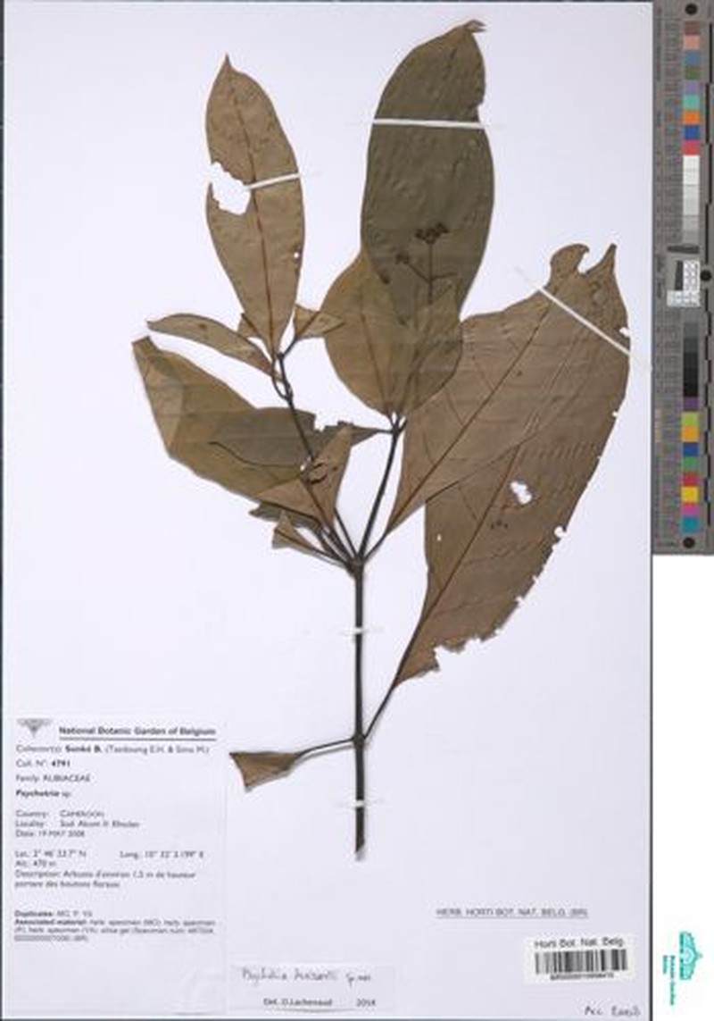 Psychotria droissartii photo 3