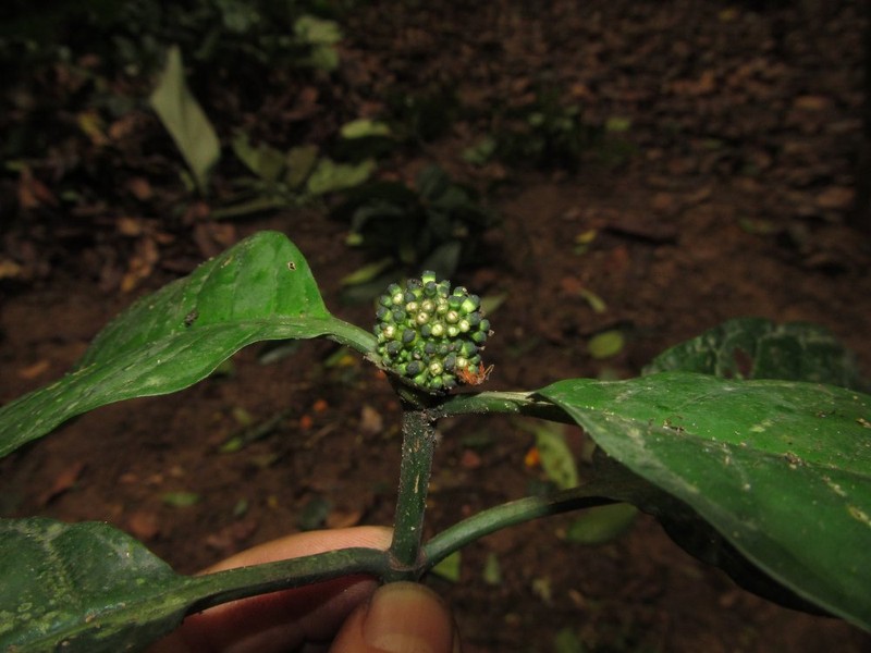 Psychotria duncanthomasii