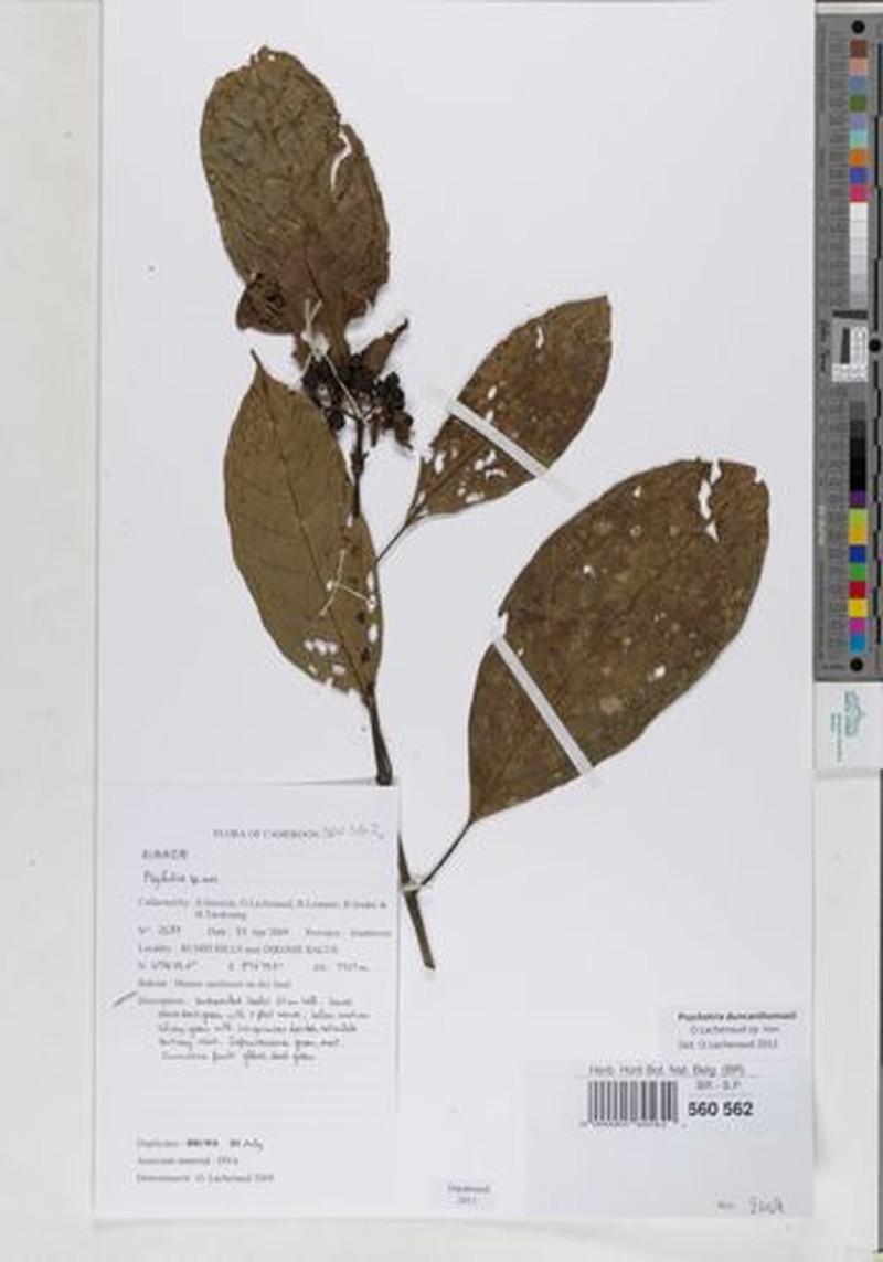 Psychotria duncanthomasii photo 2