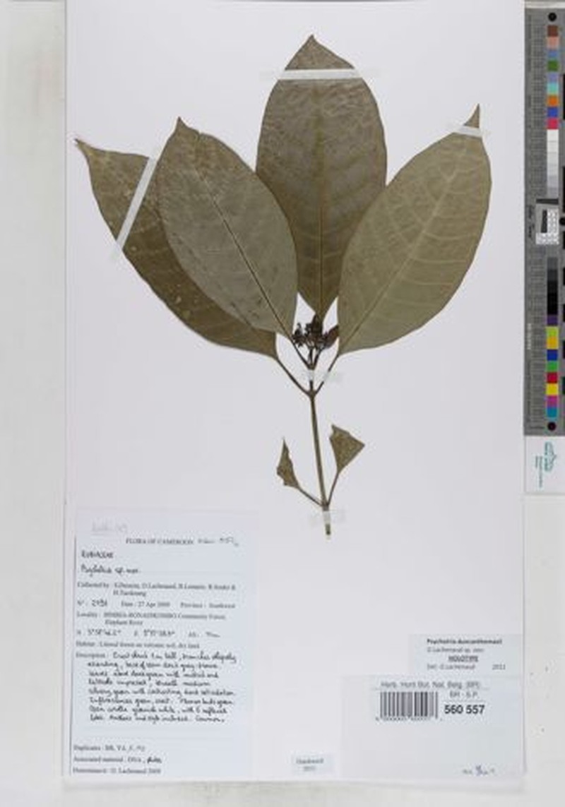 Psychotria duncanthomasii photo 3
