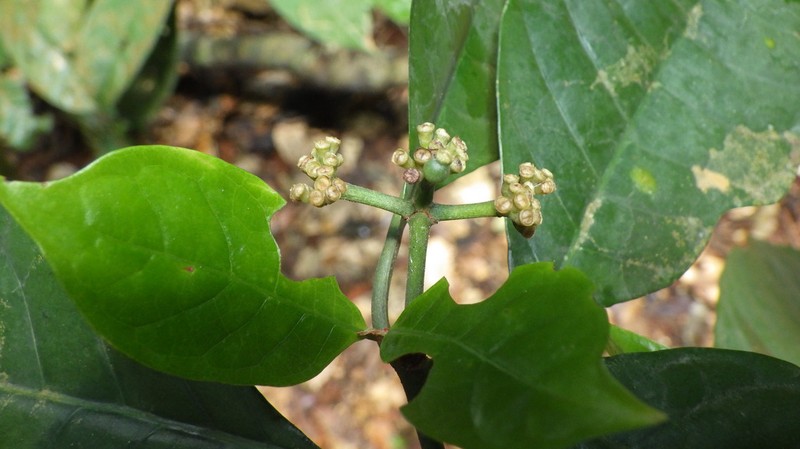 Psychotria eladii