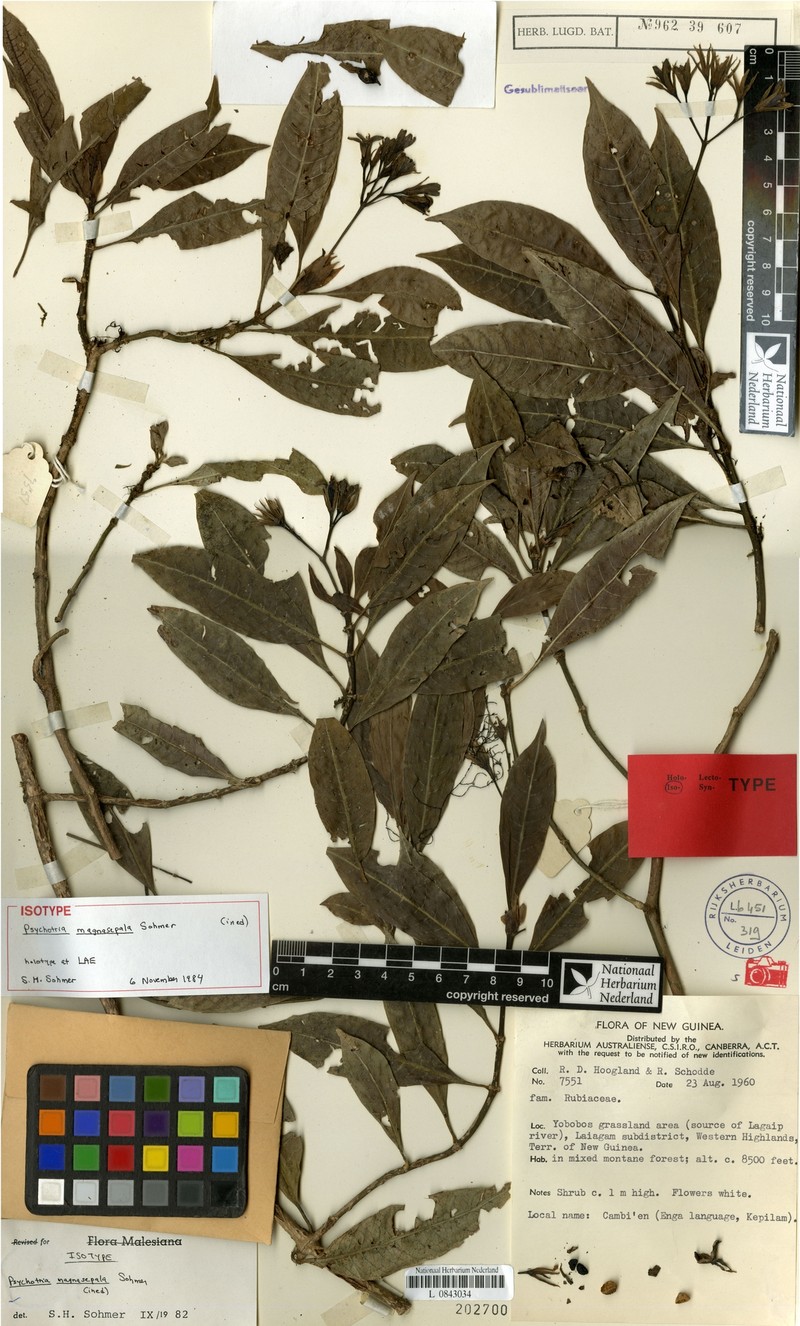Psychotria enneantha