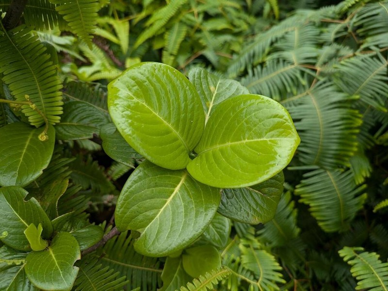 Koolau Range Wild Coffee photo 2