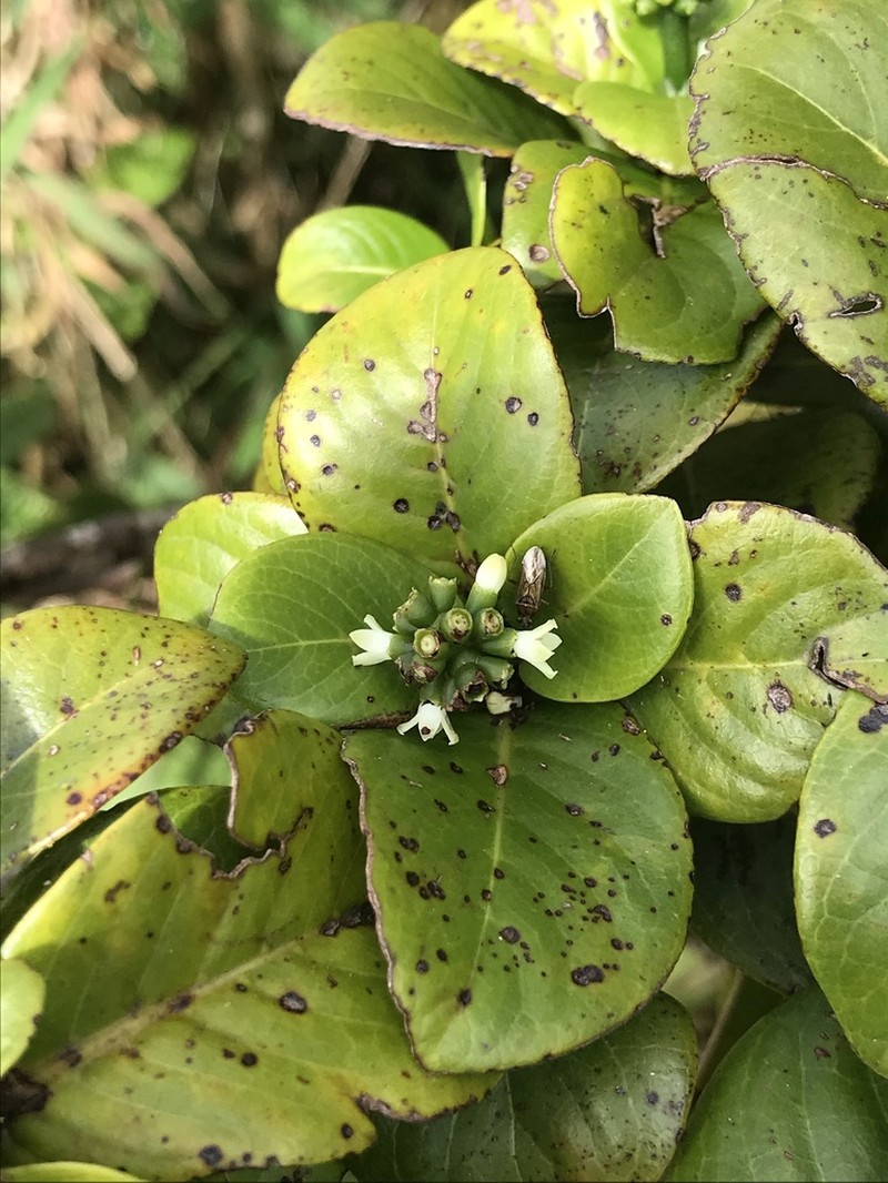 Koolau Range Wild Coffee photo 3