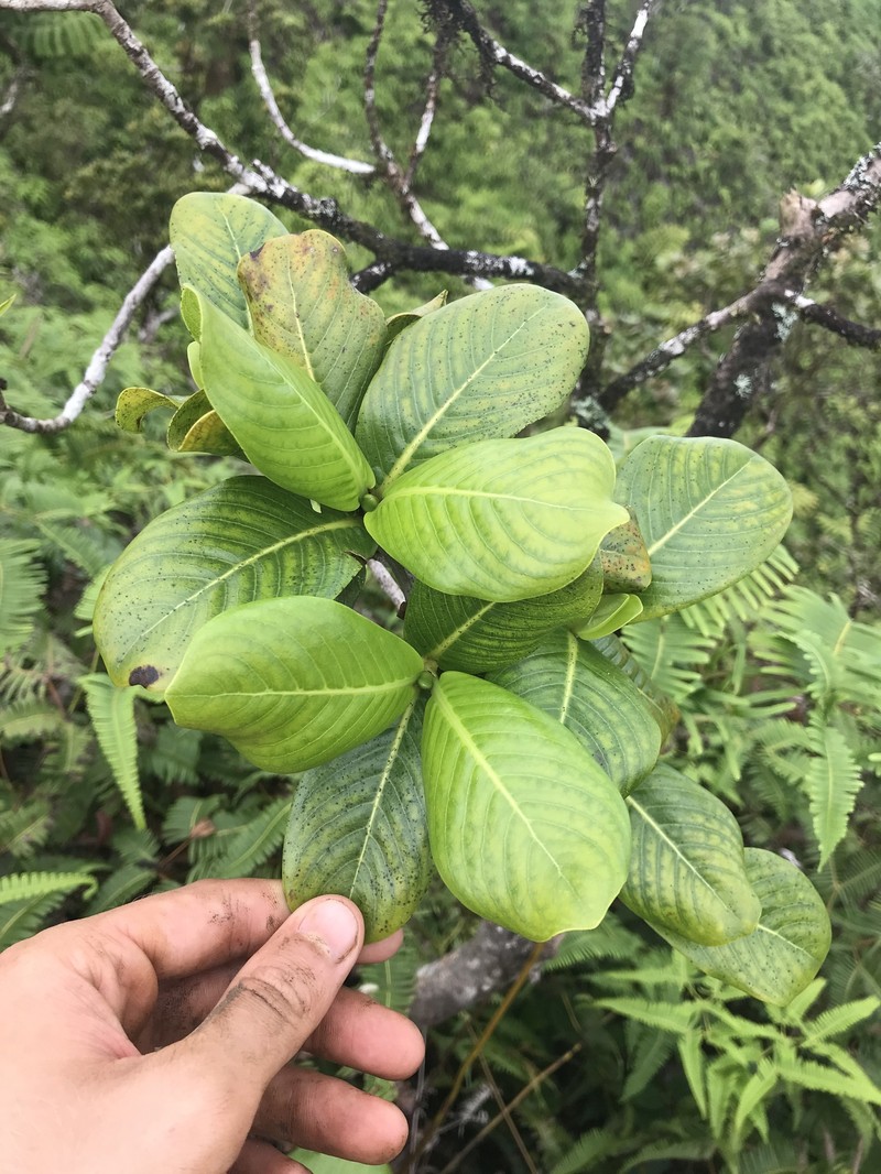Koolau Range Wild Coffee photo 6