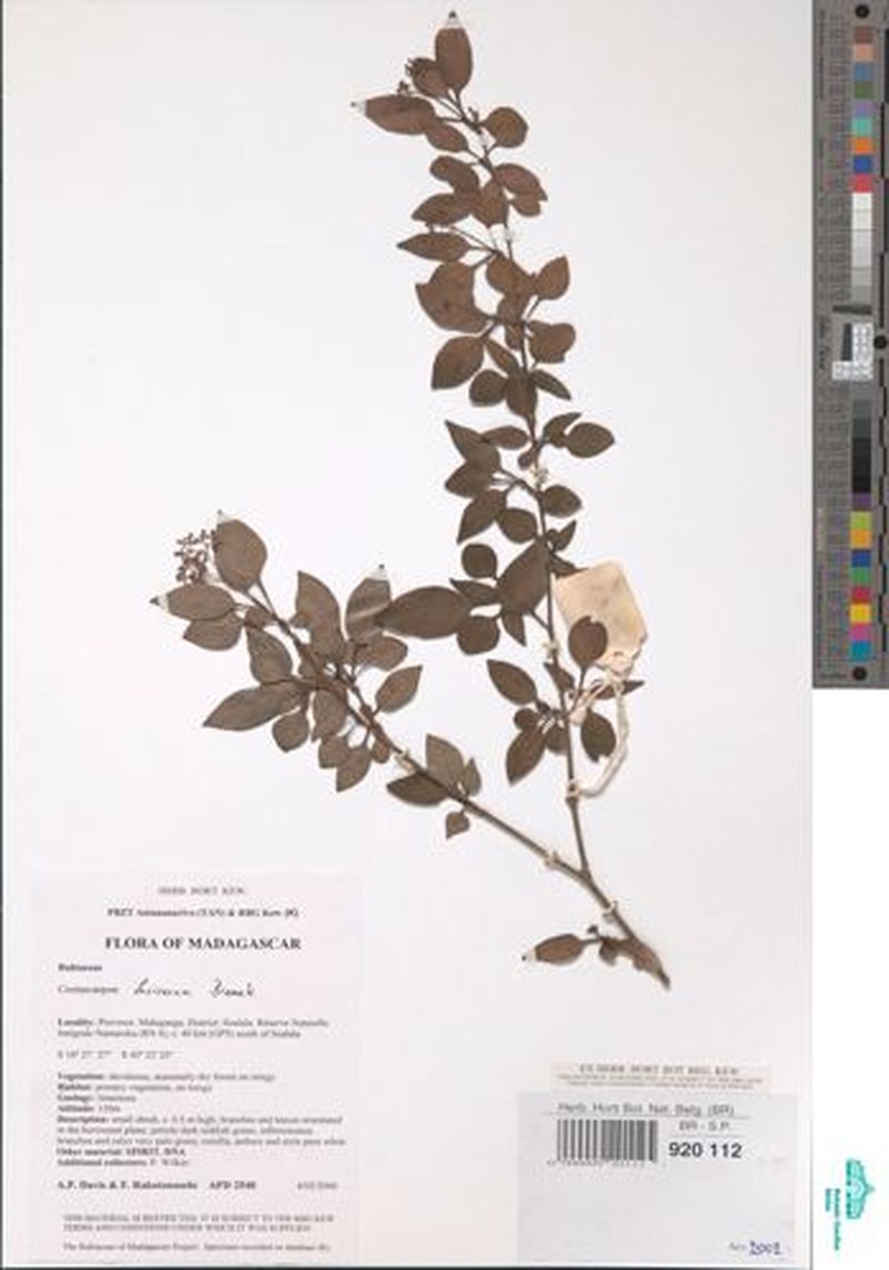 Psychotria fissicorne