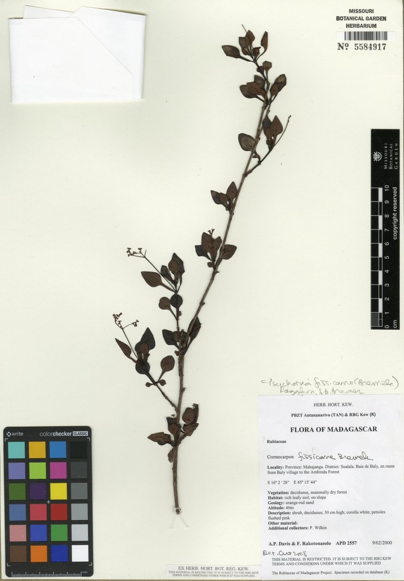 Psychotria fissicorne photo 2