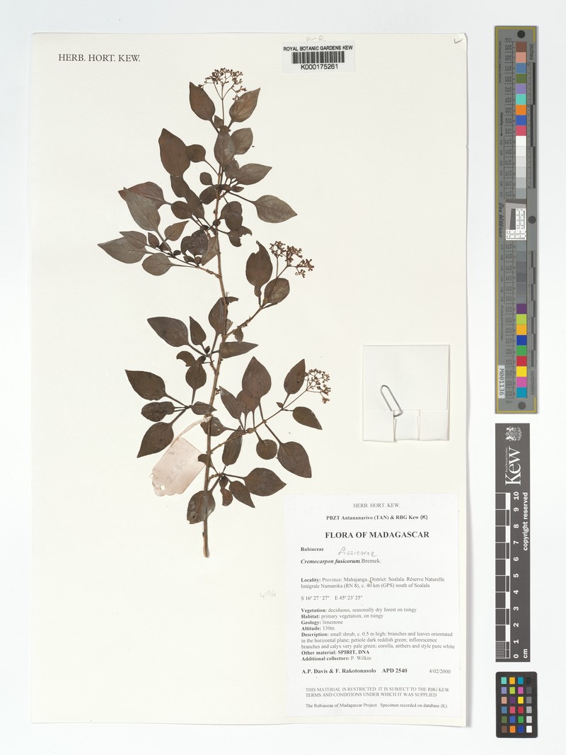 Psychotria fissicorne photo 3