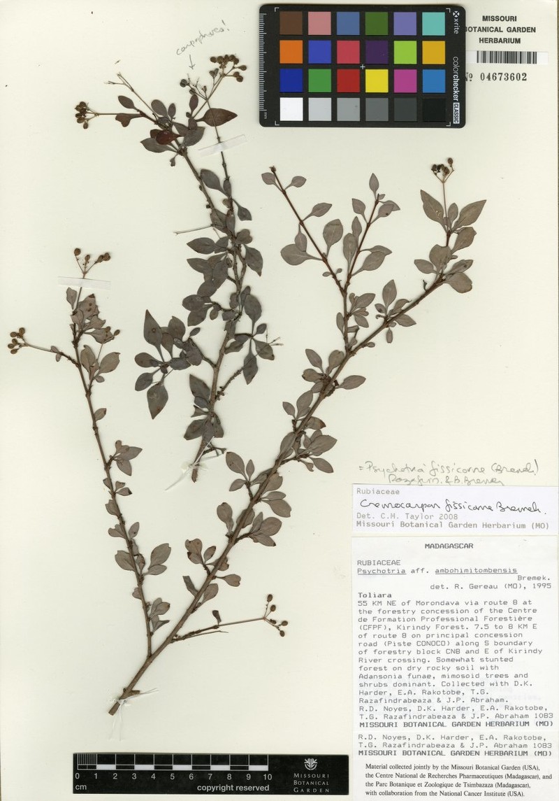 Psychotria fissicorne photo 4
