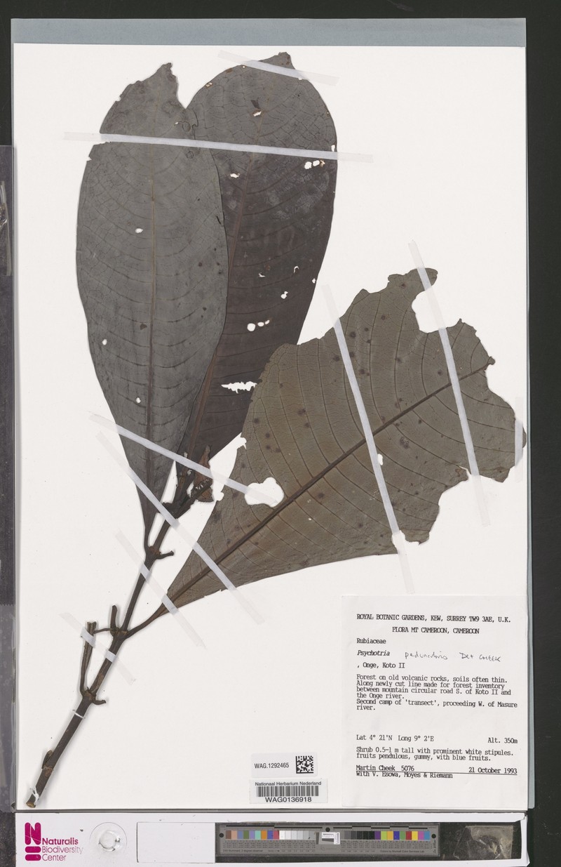 Psychotria geoscopa