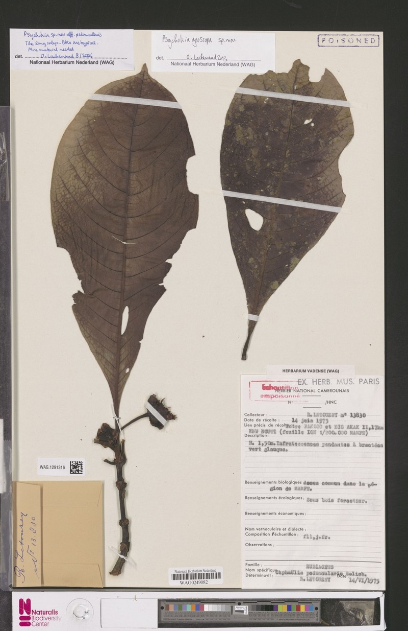 Psychotria geoscopa photo 2