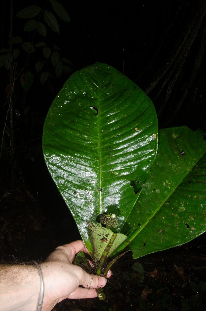 Psychotria gigantifolia