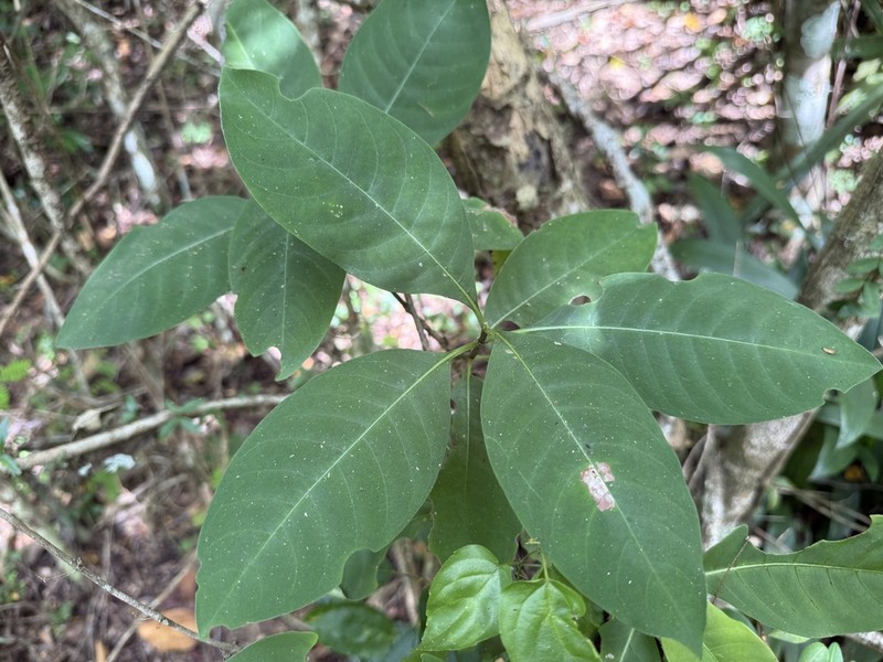 Browne's Wild Coffee