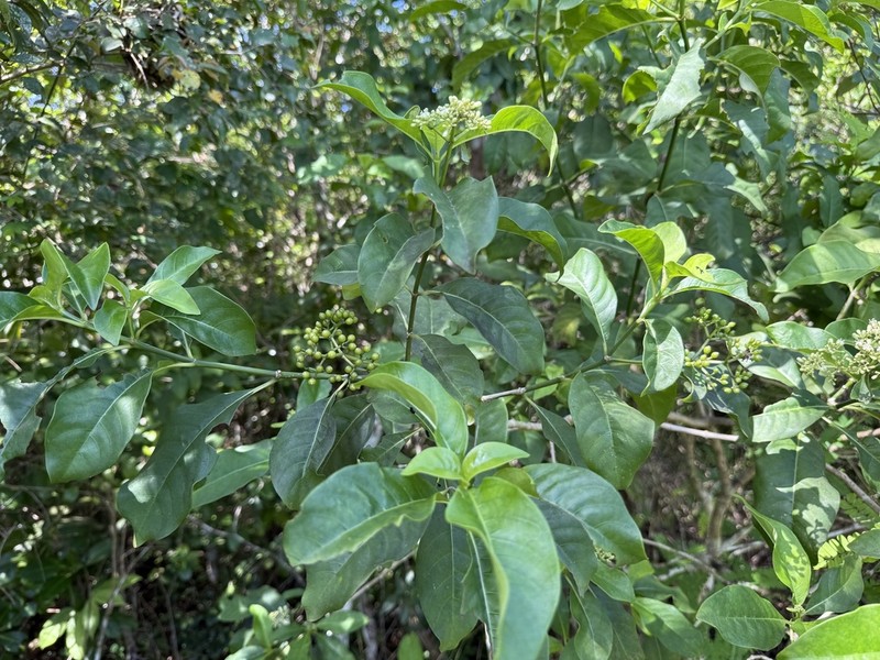 Browne's Wild Coffee photo 2