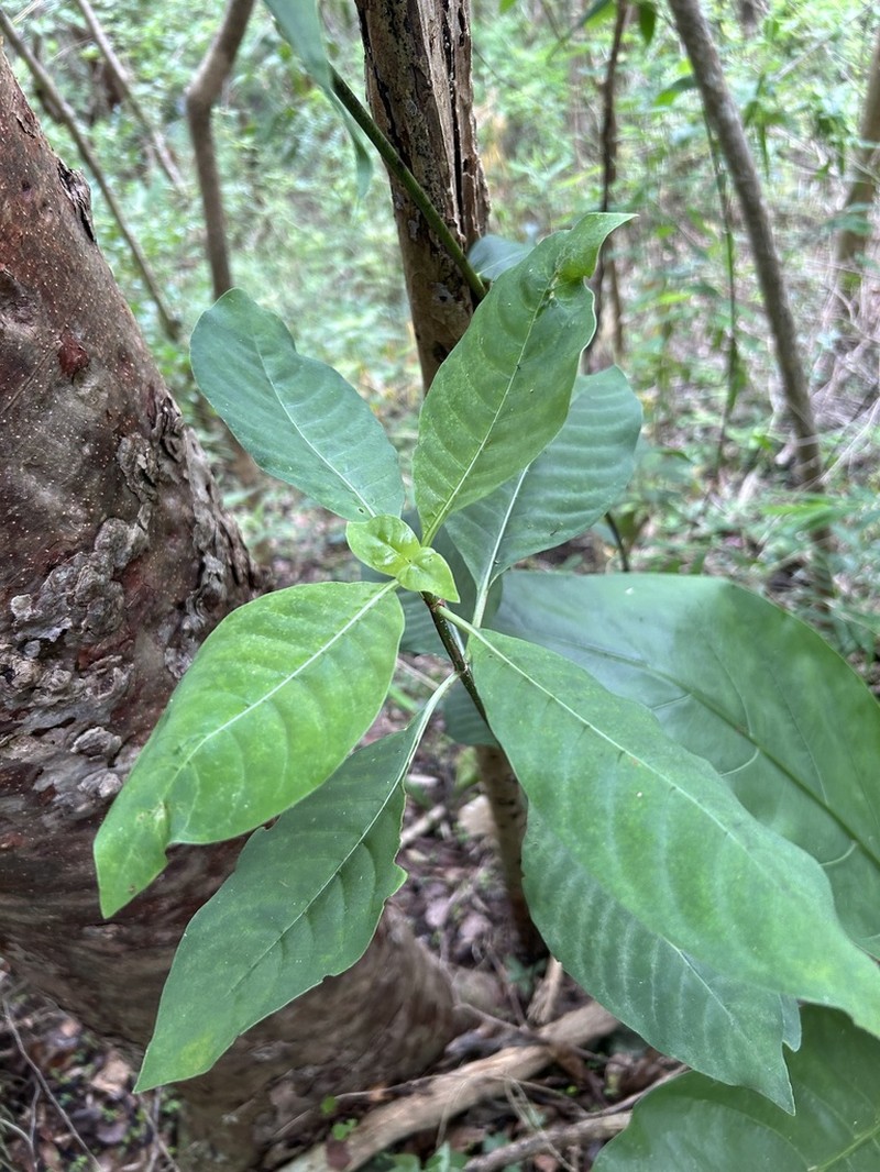 Browne's Wild Coffee photo 3
