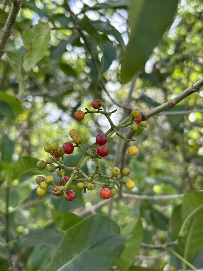 Browne's Wild Coffee photo 4