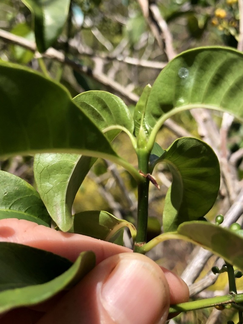 Browne's Wild Coffee photo 5