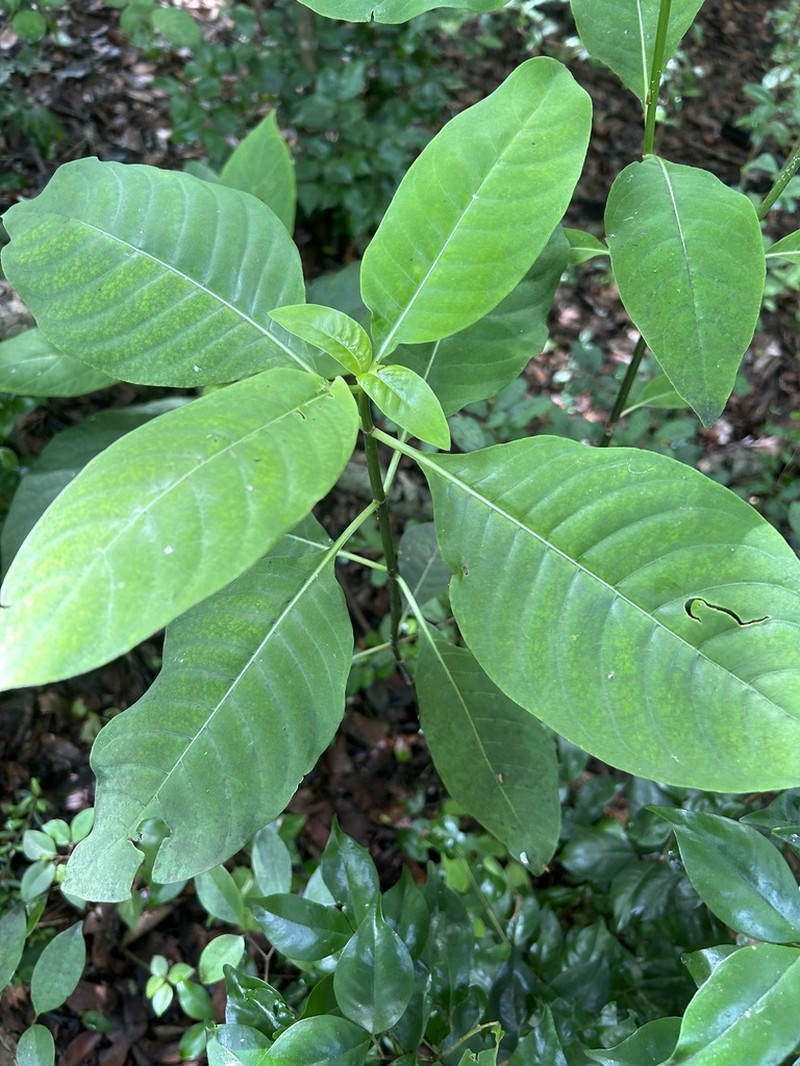 Browne's Wild Coffee photo 6