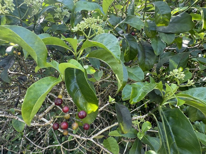 Browne's Wild Coffee photo 7
