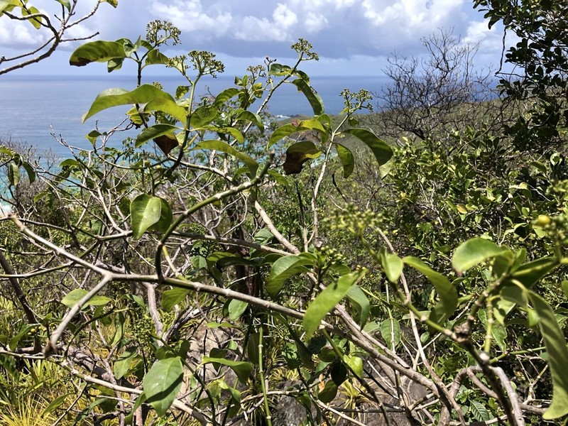 Browne's Wild Coffee photo 8