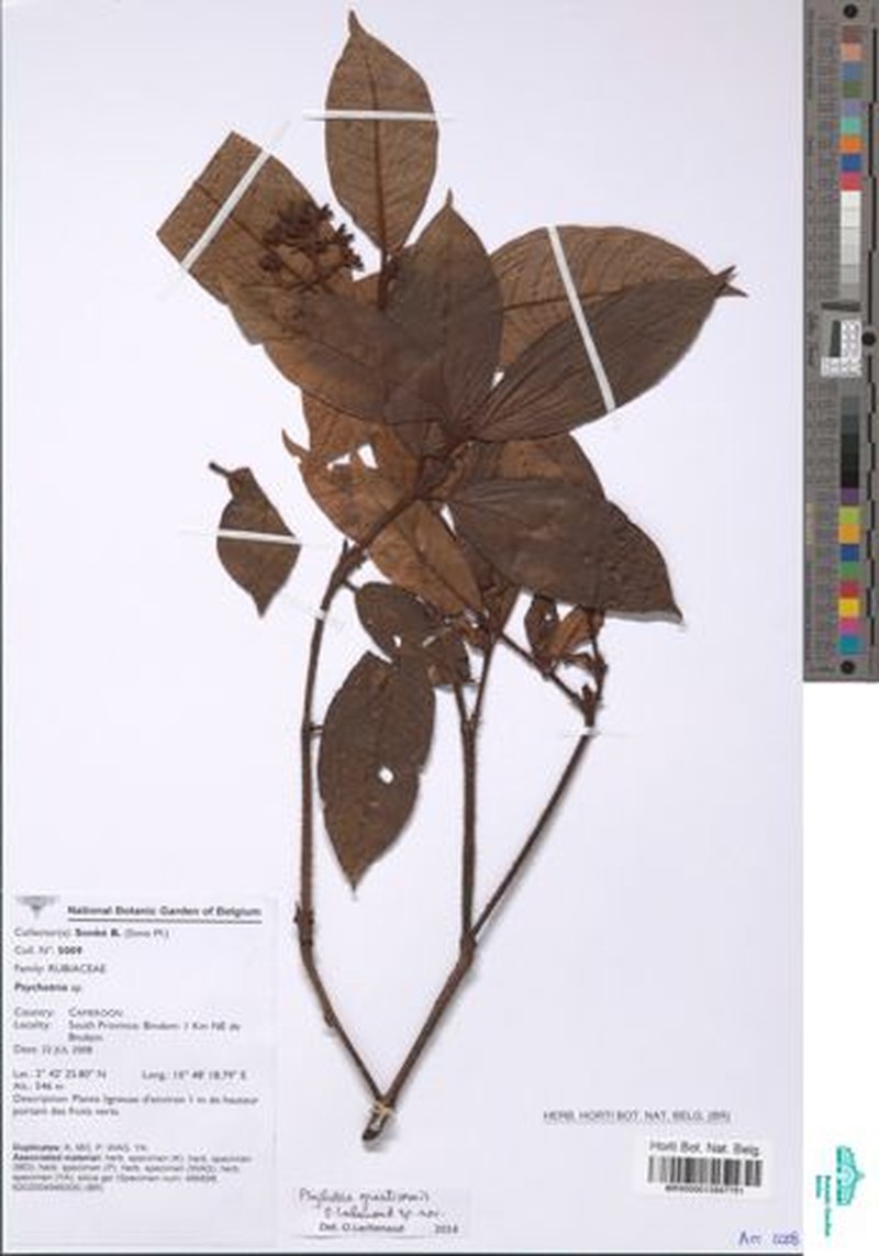 Psychotria gracilicornis