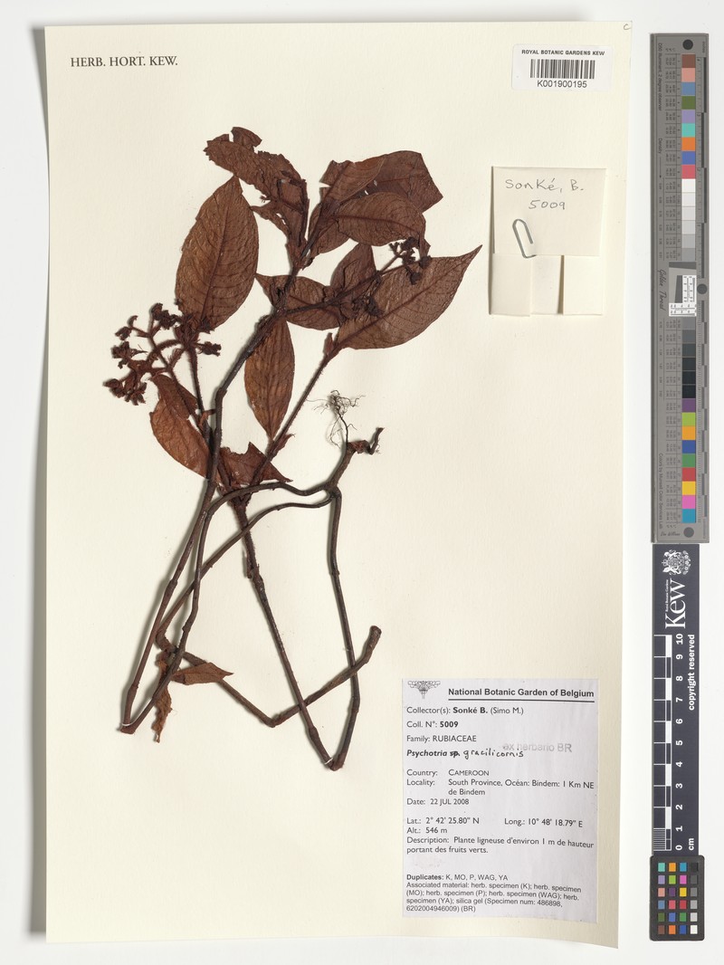 Psychotria gracilicornis photo 2