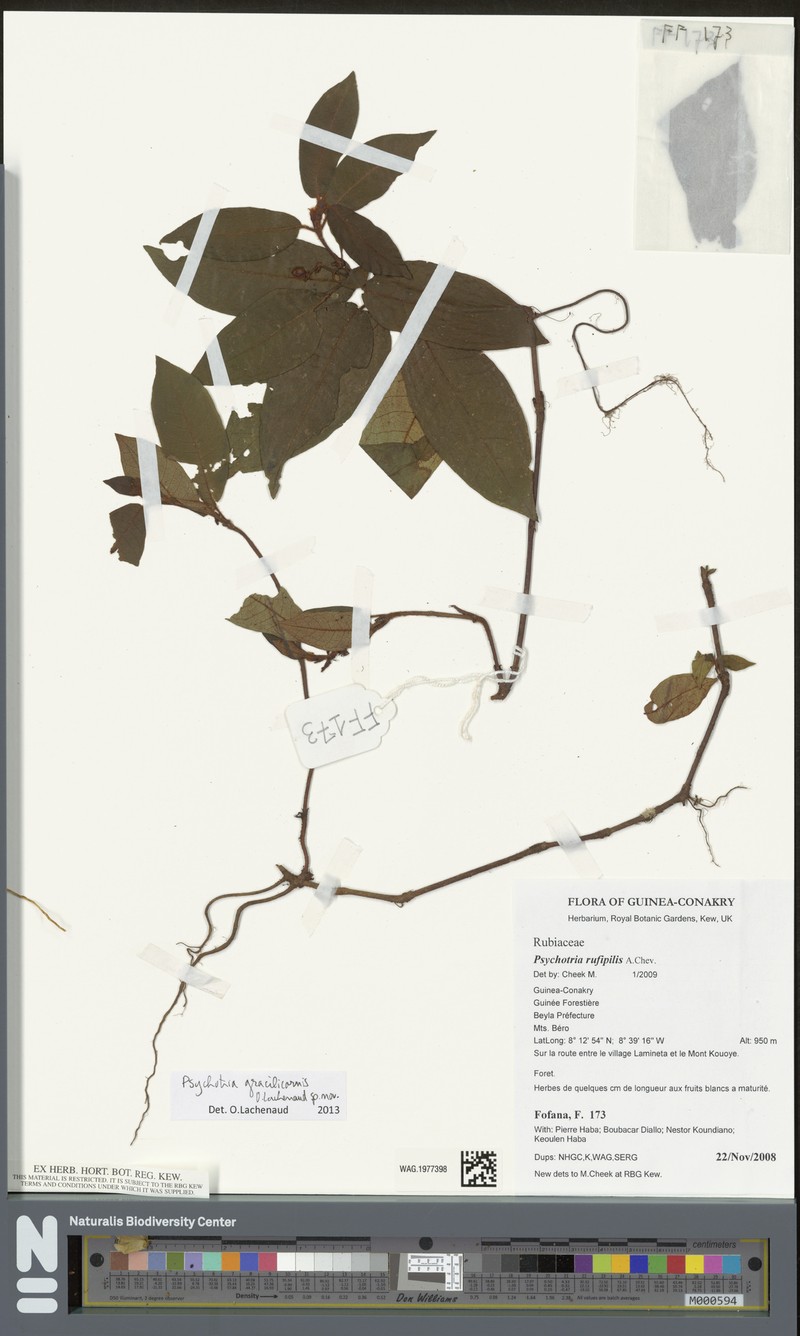 Psychotria gracilicornis photo 3