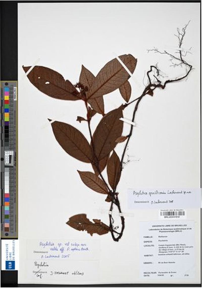 Psychotria gracilicornis photo 4