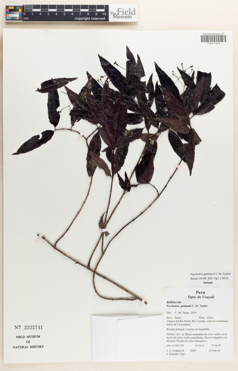 Psychotria grahamii