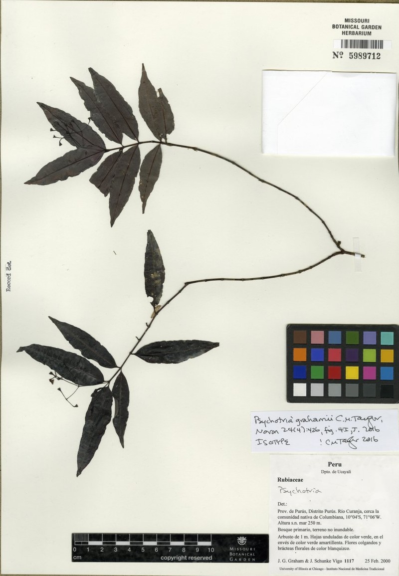 Psychotria grahamii photo 2