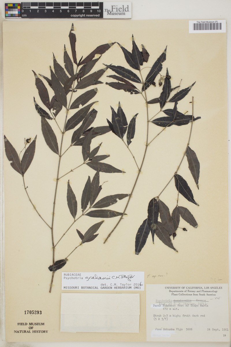 Psychotria grahamii photo 3