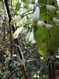 Largeflower Wild Coffee