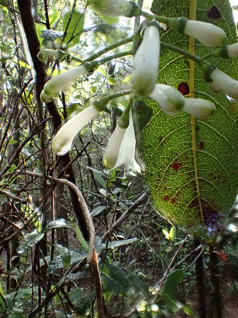 Largeflower Wild Coffee
