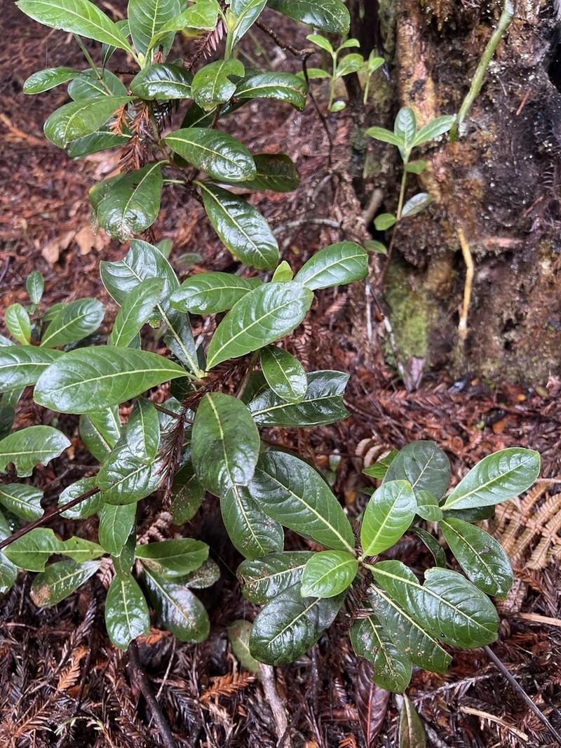 Largeflower Wild Coffee photo 2