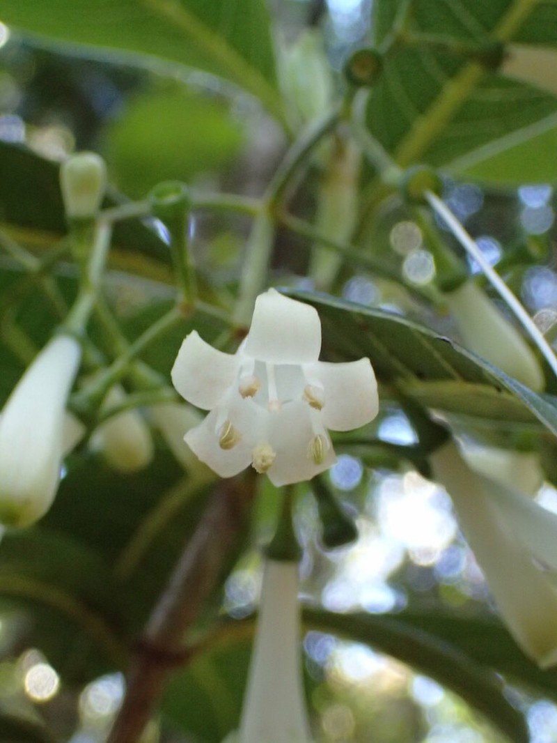 Largeflower Wild Coffee photo 3
