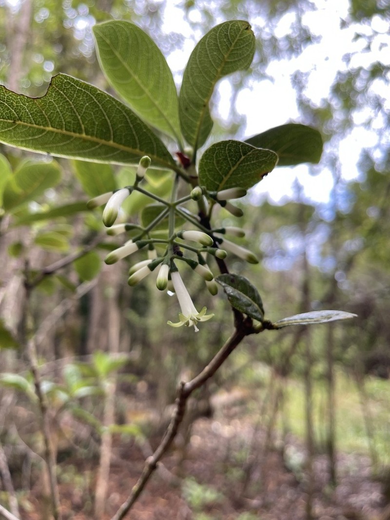 Largeflower Wild Coffee photo 4