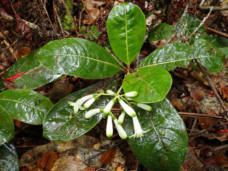 Largeflower Wild Coffee photo 5